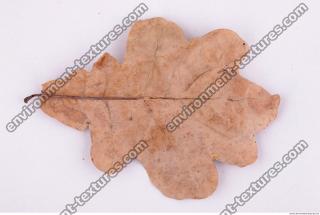 Photo Texture of Leaf 0026
